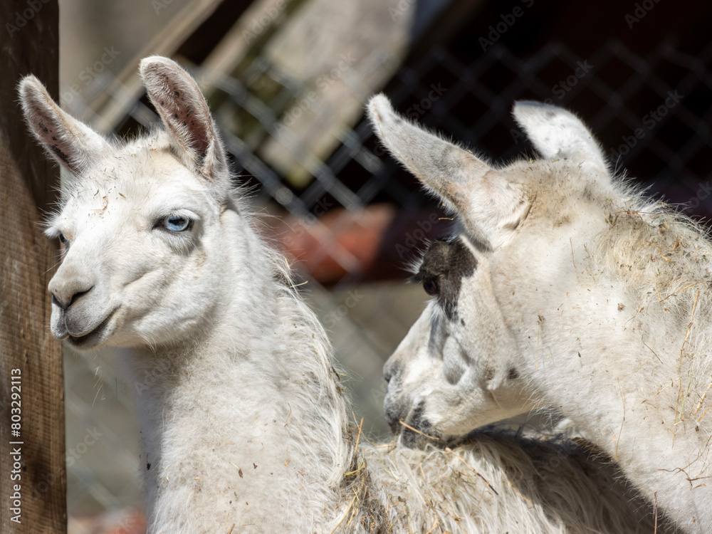 Fototapeta premium Two llamas stand side by side in a fenced area, their soft woolly coats swaying gently in the breeze. They are calm and alert, their long ears flicking with each distant sound.
