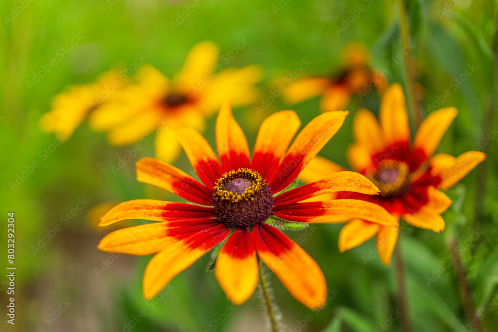 Beautiful blooming yellow flowers in the garden. Beautiful blooming yellow flowers in the garden.