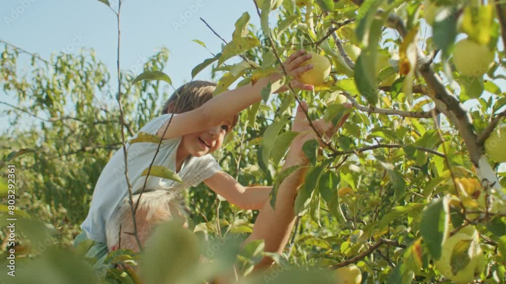 Young boy reaching for apple in orchard with adult assistance. Outdoor family activity with natural lighting. Childhood exploration and nature education concept. Design for banner, environmental