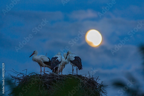 Storks rest in a nest at night under the light of the moon.