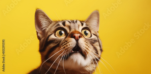 Close-up portrait of surprised cat isolated on yellow background