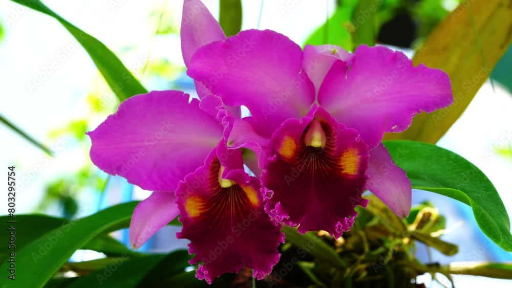 Closeup of blooming Cattleya orchid flower with leaves swaying in the wind in summer season. Closeup of blooming Cattleya orchid flower with leaves swaying in the wind in summer season.