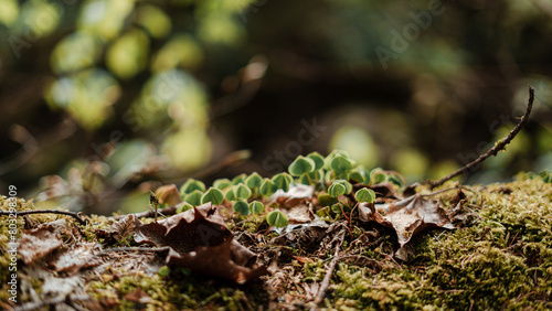 Close up of small green plants growing on mossy ground in forest