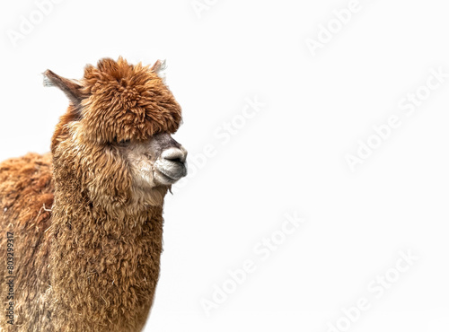 Brown young alpaca isolated on white background. Lama pacos. Alpaca, wild animals clip art. © Maria