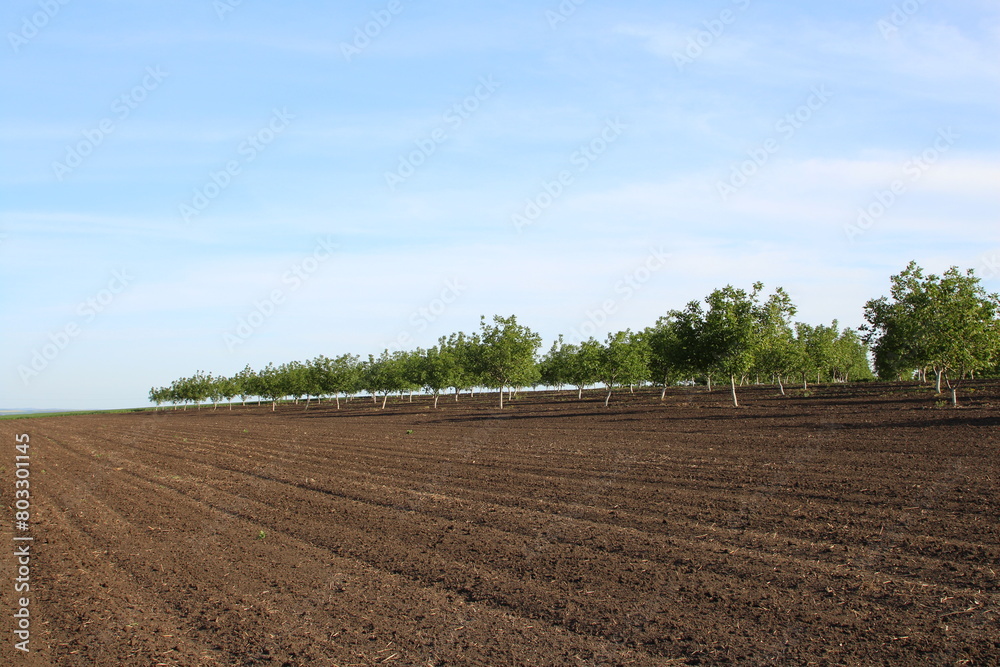 A dirt field with trees