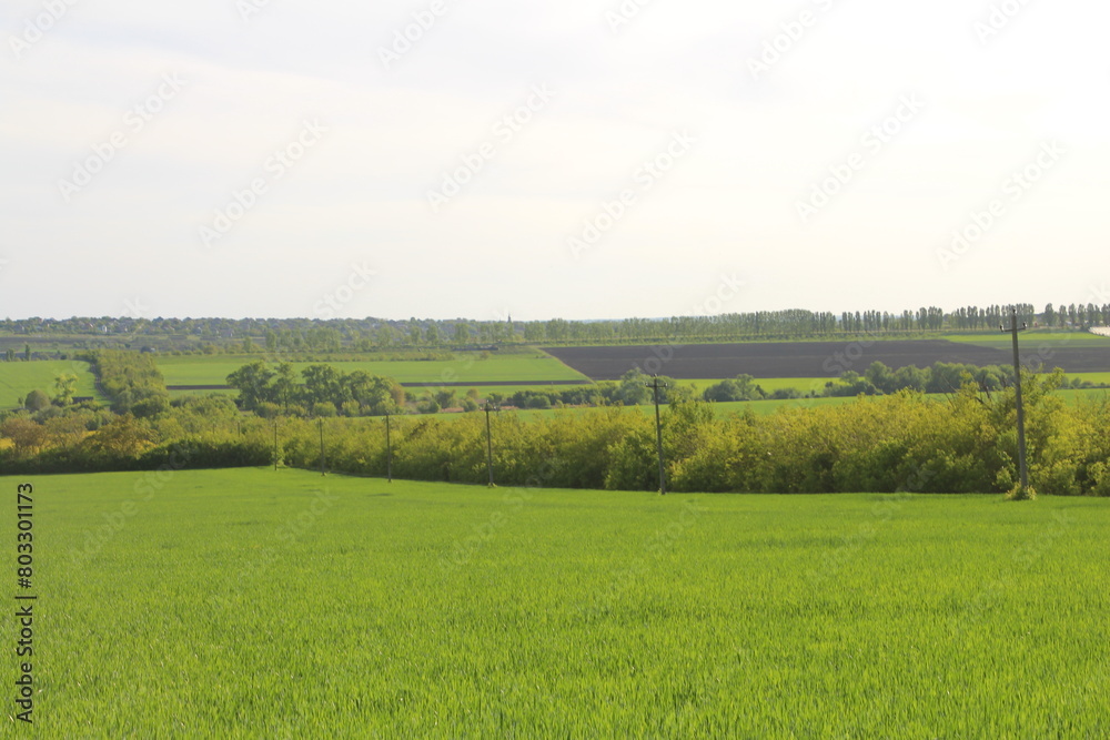 A green field with trees and a fence