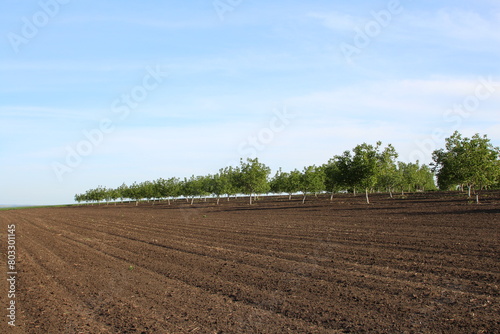 A dirt field with trees