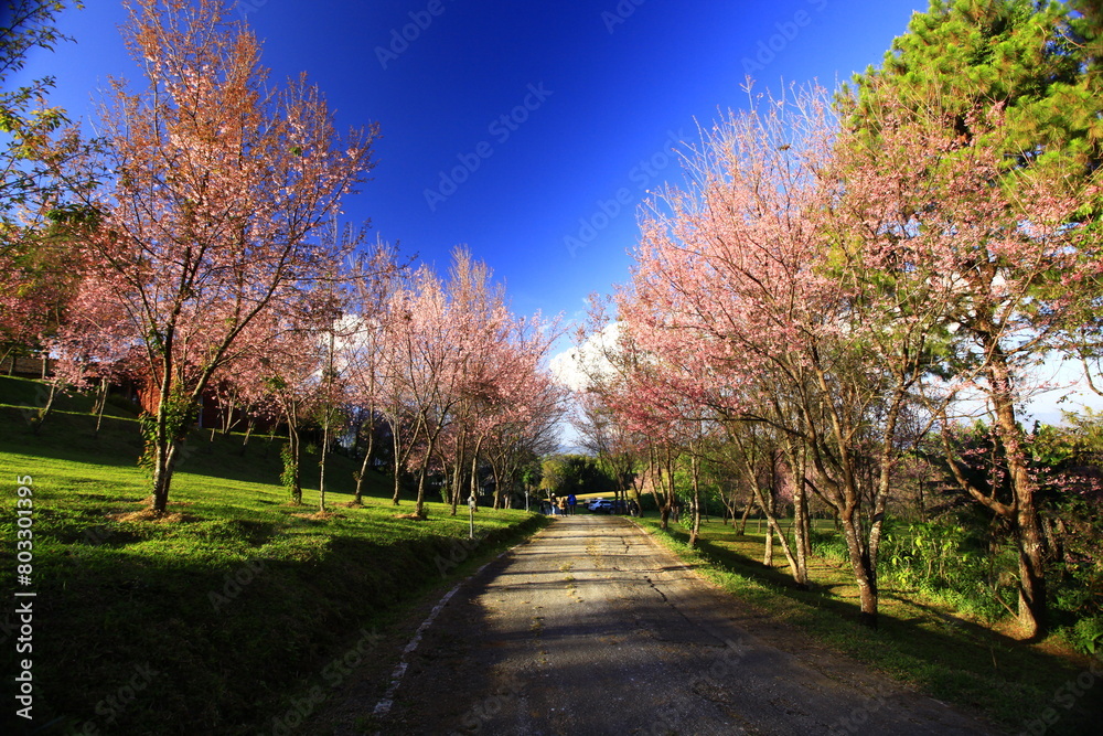 Wild himalayan cherry blooming at Doi Pha Tang Palace on Doi inthanon National Park in Chiang mai, Thailand 