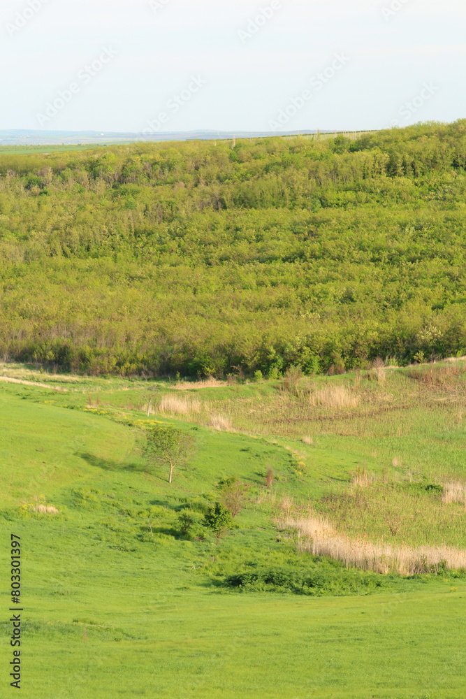 Fototapeta premium A grassy field with trees