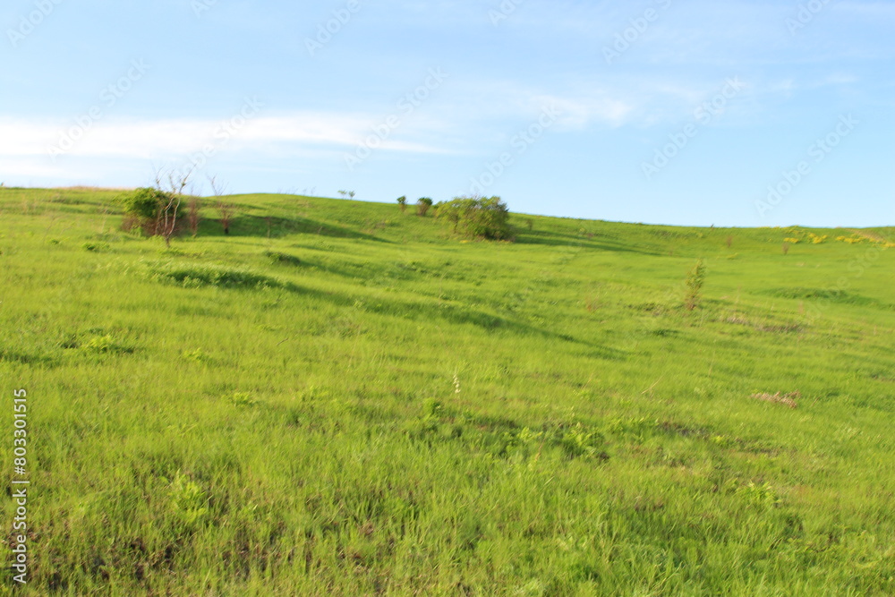 A grassy field with trees in the background