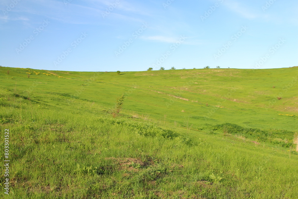 A grassy field with trees in the background