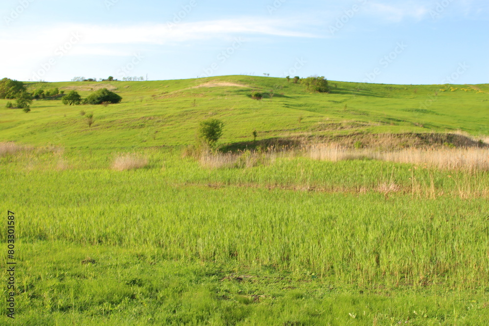 A grassy field with trees in the background