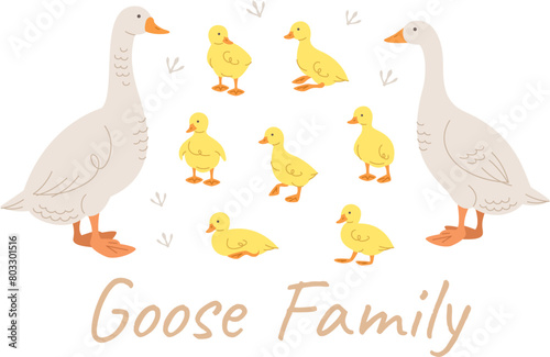 Cute doodle goose family members. Hand drawn linear male and female goose and adorable goslings in different poses, isolated on white. Stylized vector cartoon illustration. Domestic farm birds