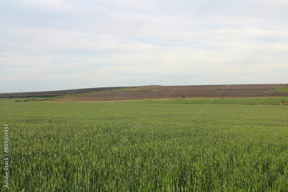 Obraz premium A grassy field with a hill in the background