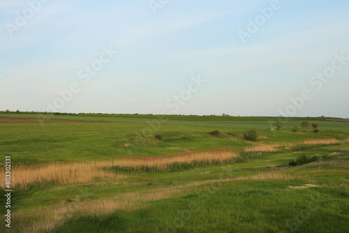 A field with grass and trees