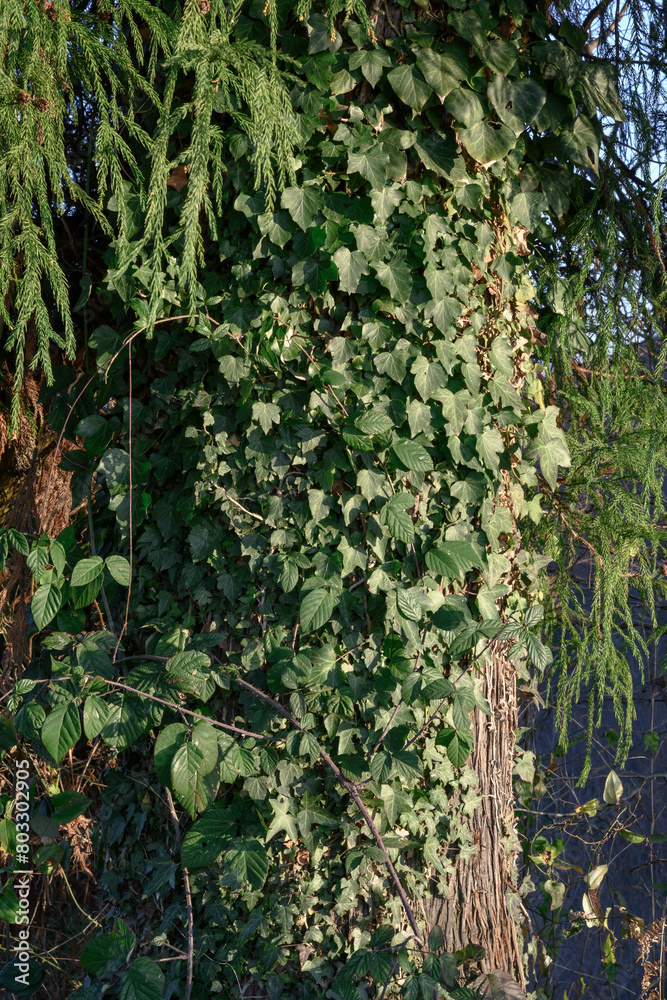 The trunk of an old tree entwined with ivy in a tropical forest The trunk of an old tree entwined with ivy in a tropical forest
