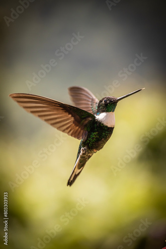 Colibrí volando en el Chocó andino © Francisco