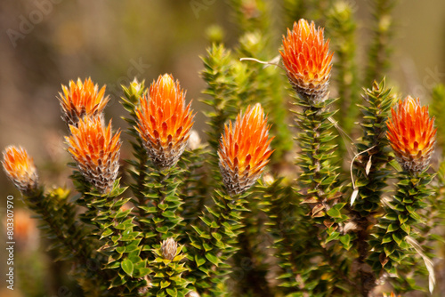 Chuquiraga jussieui de Ecuador
