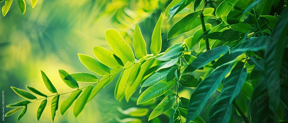 Obraz premium Serenity in the Trees: A Stunning View of Ailanthus Altissima Leaves in a Peaceful Forest Setting 