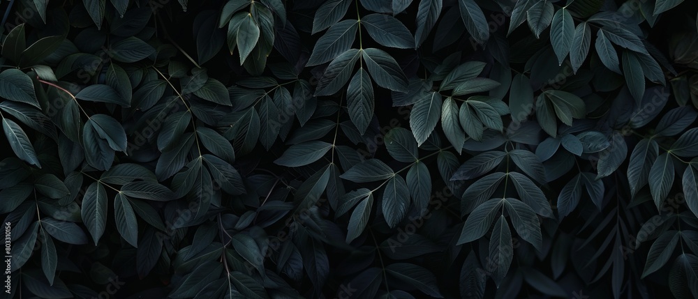 Serenity in the Trees: A Stunning View of Ailanthus Altissima Leaves in a Peaceful Forest Setting
Serenity in the Trees: A Stunning View of Ailanthus Altissima Leaves in a Peaceful Forest Setting