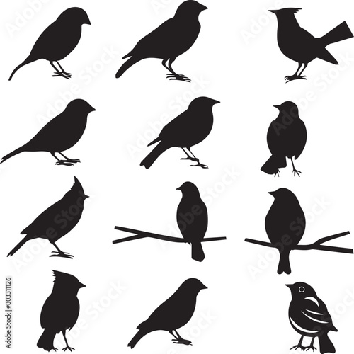 set of birds