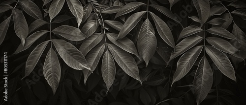Lush Botanical Cascade: Captivating Philodendron burle-marxii Leaves for Nature-Themed Designs