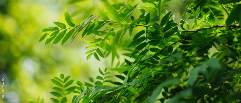 Lush Botanical Cascade: Captivating Philodendron burle-marxii Leaves for Nature-Themed Designs
Lush Botanical Cascade: Captivating Philodendron burle-marxii Leaves for Nature-Themed Designs