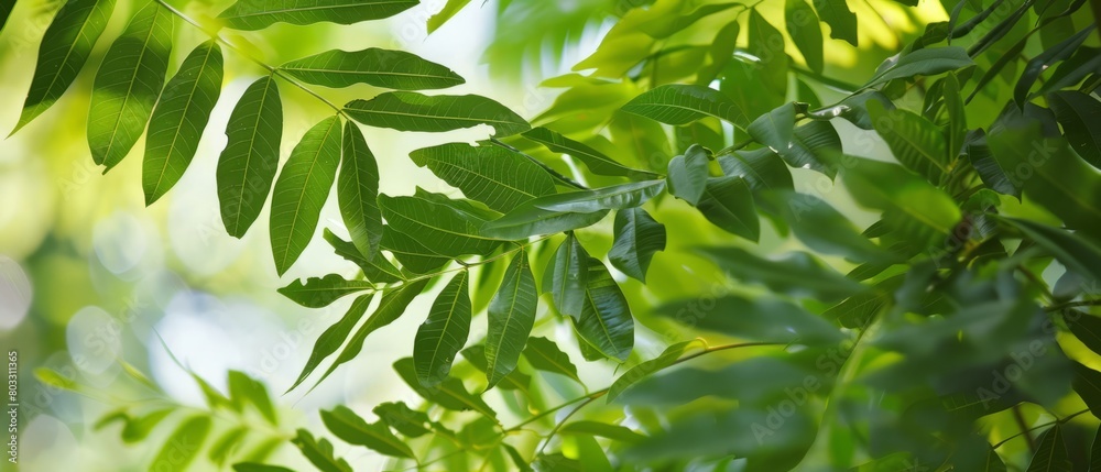 Lush Botanical Cascade: Captivating Philodendron burle-marxii Leaves for Nature-Themed Designs
Lush Botanical Cascade: Captivating Philodendron burle-marxii Leaves for Nature-Themed Designs