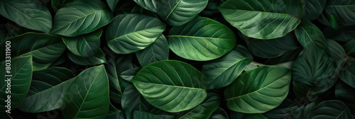 Abstract background with green leaves. Natural background.