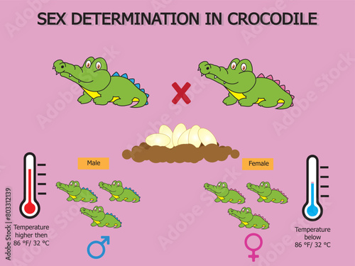 Impact of rising temperatures due to global warming on sex determination in crocodiles.	