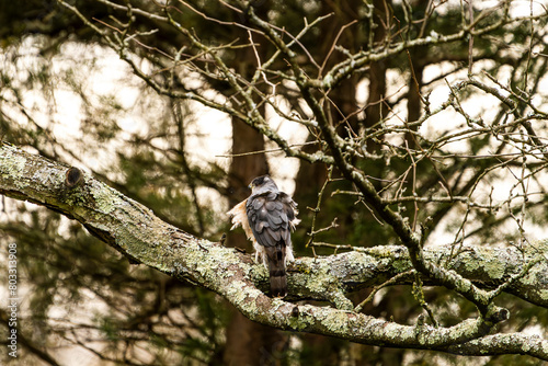 Hawk Stretching on a Branch