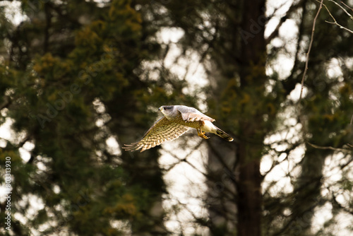 Hawk in Flight