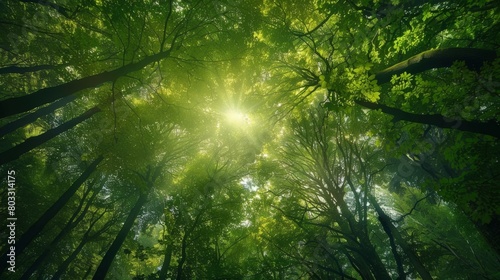 Lush green forest canopy with sunlight filtering through leaves