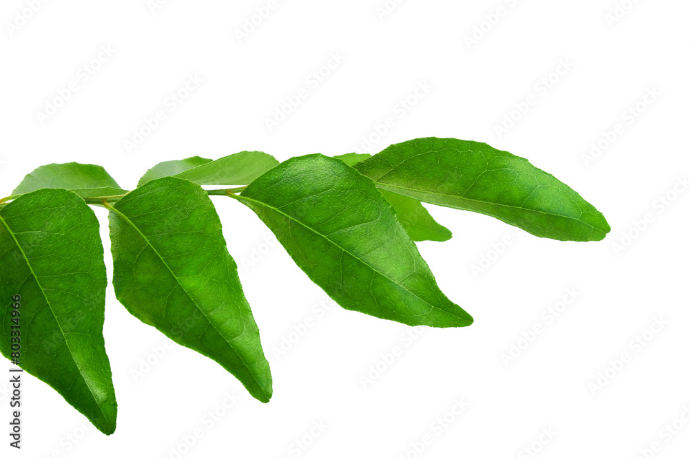 Fototapeta premium fresh indian spice plant curry leaves or curry patta herb plant use in indian gujarati food like kadhi,vada,rasam,chutney,sambhar,dal and other recipe,cutout in transparent background,png format