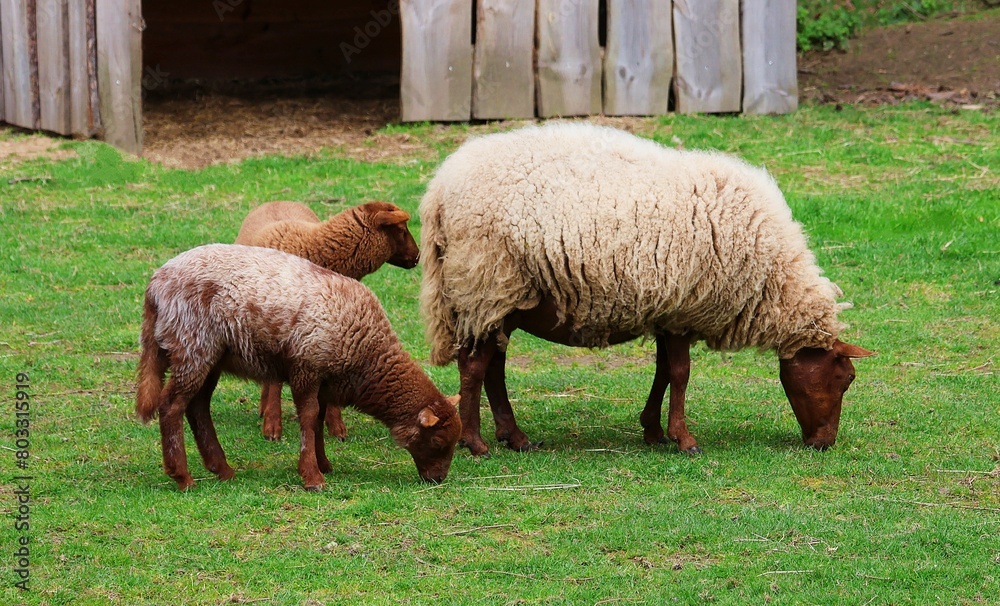 Brown sheep with two lambs grazing in the meadow. Brown sheep with two lambs grazing in the meadow.