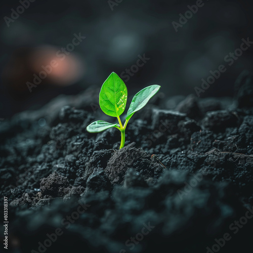 sprout growing from the ground