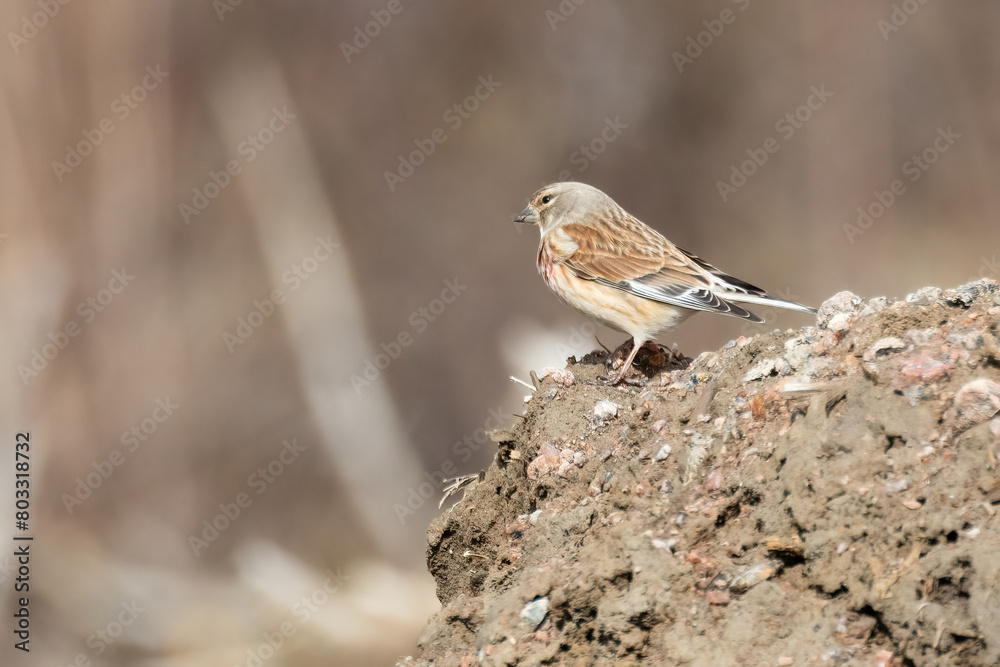 Common Linnet Common Linnet
