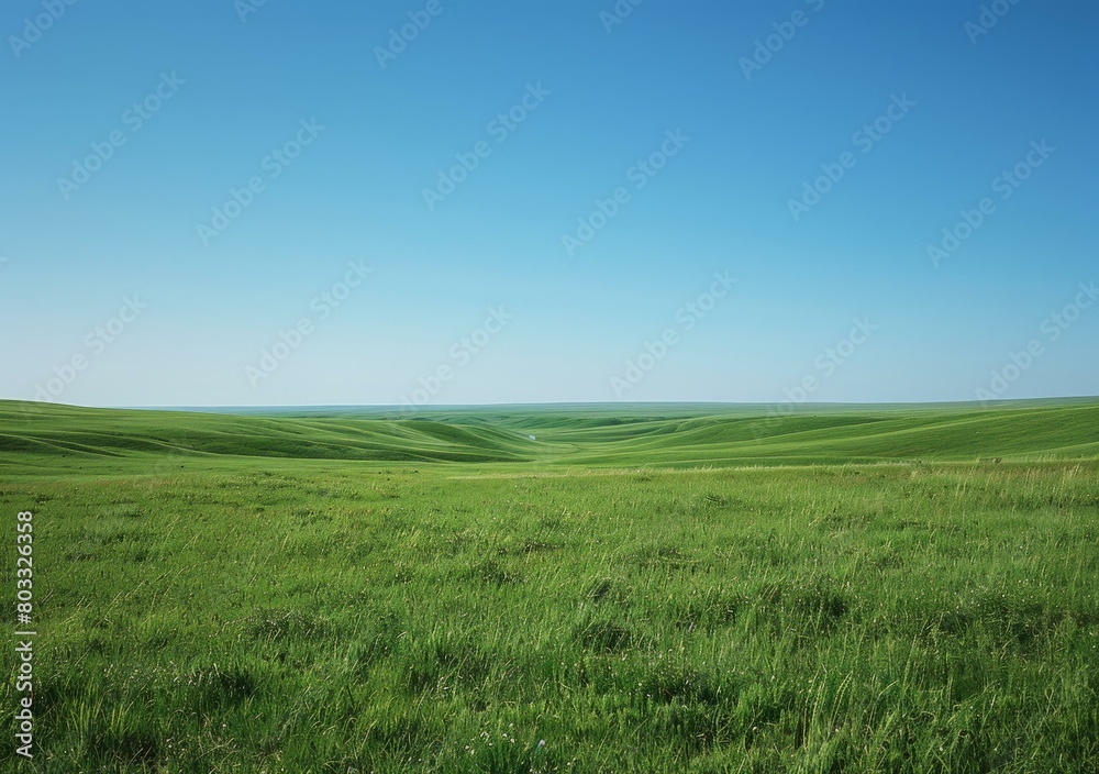 Grasslands are vast areas of land covered with grass