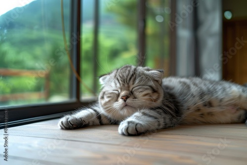 A cute tabby cat is sleeping on a wooden table in front of a large window.