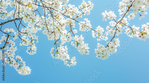 Spring's Whisper: Cherry Blossoms Against a Clear Sky