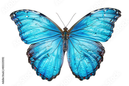 Bright blue butterfly, wings spread © Veniamin Kraskov