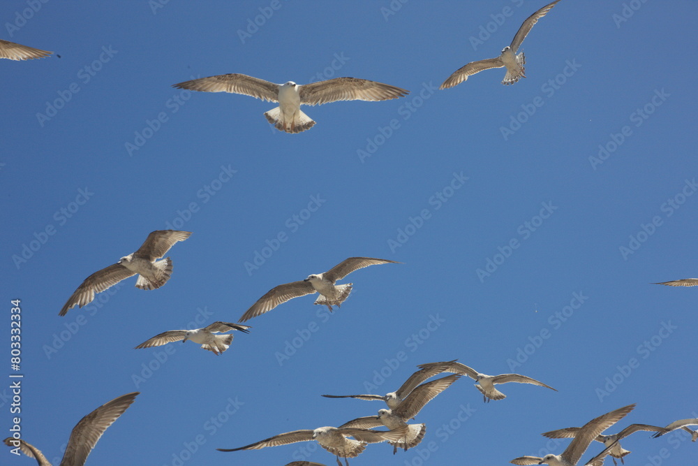 Obraz premium Flock of seagulls in flight against a blue sky