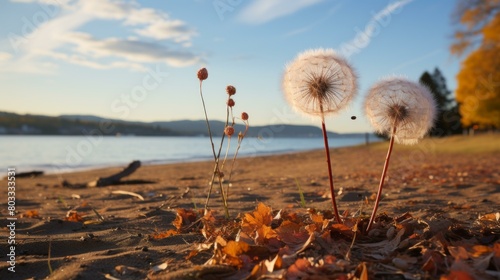 Dandelions by the lake in autumn