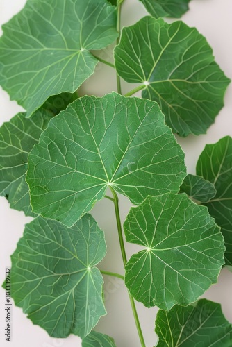 Close-up of green leaves with prominent veins