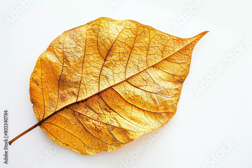 Autumn leaf, golden hue