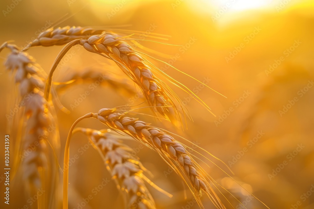Fototapeta premium beautiful closeup of wheat ear against sunlight yellow field background evening or morning