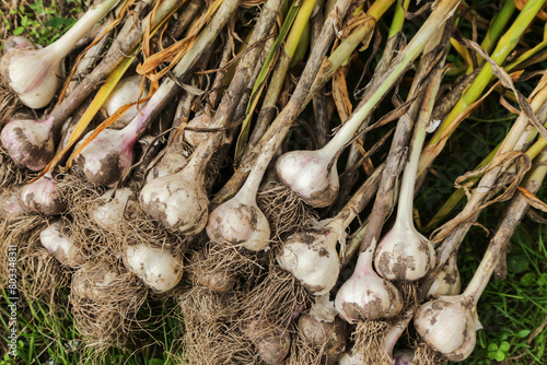 Garlic harvest close up. Bunch of fresh raw dirty organic garlic with roots top view