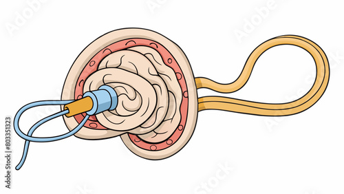 Finally the fifth illustration shows the auditory nerve a bundle of nerve fibers that carry the electrical signals from the inner ear to the brain. It. Cartoon Vector