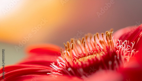 super macro photo of red gerbera flower , 16:9 widescreen wallpaper / backdrop