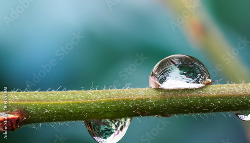 super macro photo of water droplet on plant stem, 16:9 widescreen wallpaper / backdrop